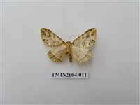 藏品(尺蛾120)的圖片